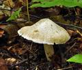 Inocybe_corydalina_bv1664