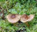 Inocybe_curvipes_bo5523