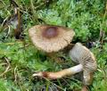 Inocybe_curvipes_bo5529