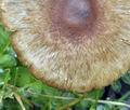 Inocybe_curvipes_bo5542