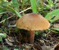 Inocybe_curvipes_br9181