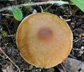 Inocybe_curvipes_br9187