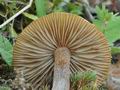 Inocybe_curvipes_br9188