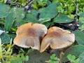 Inocybe_curvipes_bv5941