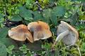 Inocybe_curvipes_bv5944