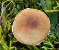 Inocybe_curvipes_bv5957