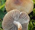 Inocybe_curvipes_bv5960