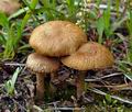 Inocybe_dulcamara_bf5788