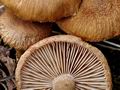 Inocybe_dulcamara_bf5792