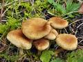 Inocybe_dulcamara_bp0438