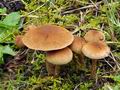 Inocybe_dulcamara_bp0447