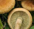 Inocybe_dulcamara_bp0456