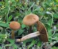 Inocybe_dulcamara_br9202