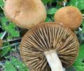 Inocybe_dulcamara_br9205