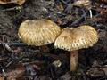 Inocybe_erinaceomorpha_bv1570