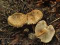 Inocybe_erinaceomorpha_bv1583