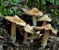 Inocybe_erubescens_cd8100s