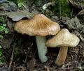 Inocybe_erubescens_cd8110s