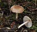 Inocybe_flocculosa_bv2016