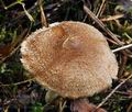 Inocybe_flocculosa_bv2022