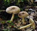 Inocybe_flocculosa_bv3049