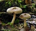 Inocybe_flocculosa_bv3052