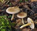 Inocybe_flocculosa_bv3056