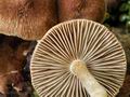 Inocybe_flocculosa_bv3059