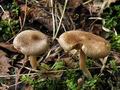 Inocybe_flocculosa_bv3061