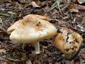 Inocybe_fraudans_ce4335s