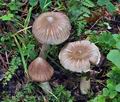 Inocybe_fuscidula_bs6842