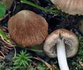 Inocybe_fuscidula_bs6845