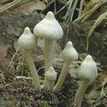 Inocybe_geophylla_ac4405