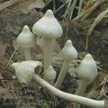 Inocybe_geophylla_ac4413