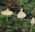 Inocybe_geophylla_af9168