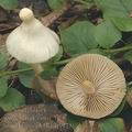 Inocybe_geophylla_af9178