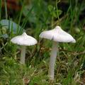 Inocybe_geophylla_al9812