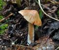 Inocybe_godeyi_ce8358