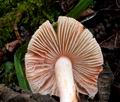 Inocybe_godeyi_ce8371s