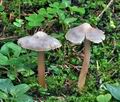 Inocybe_grammata_bs6815