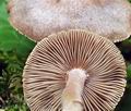 Inocybe_grammata_bs6821