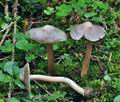 Inocybe_grammata_bs6826