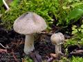 Inocybe_haemacta_bv2972