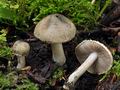 Inocybe_haemacta_bv2974