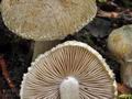 Inocybe_haemacta_bv2979