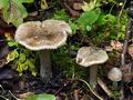 Inocybe_haemacta_bv2984