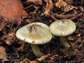 Inocybe_haemacta_bv2986