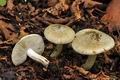 Inocybe_haemacta_bv2992