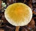 Inocybe_hirtella_bv6222