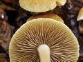 Inocybe_hirtella_bv6228